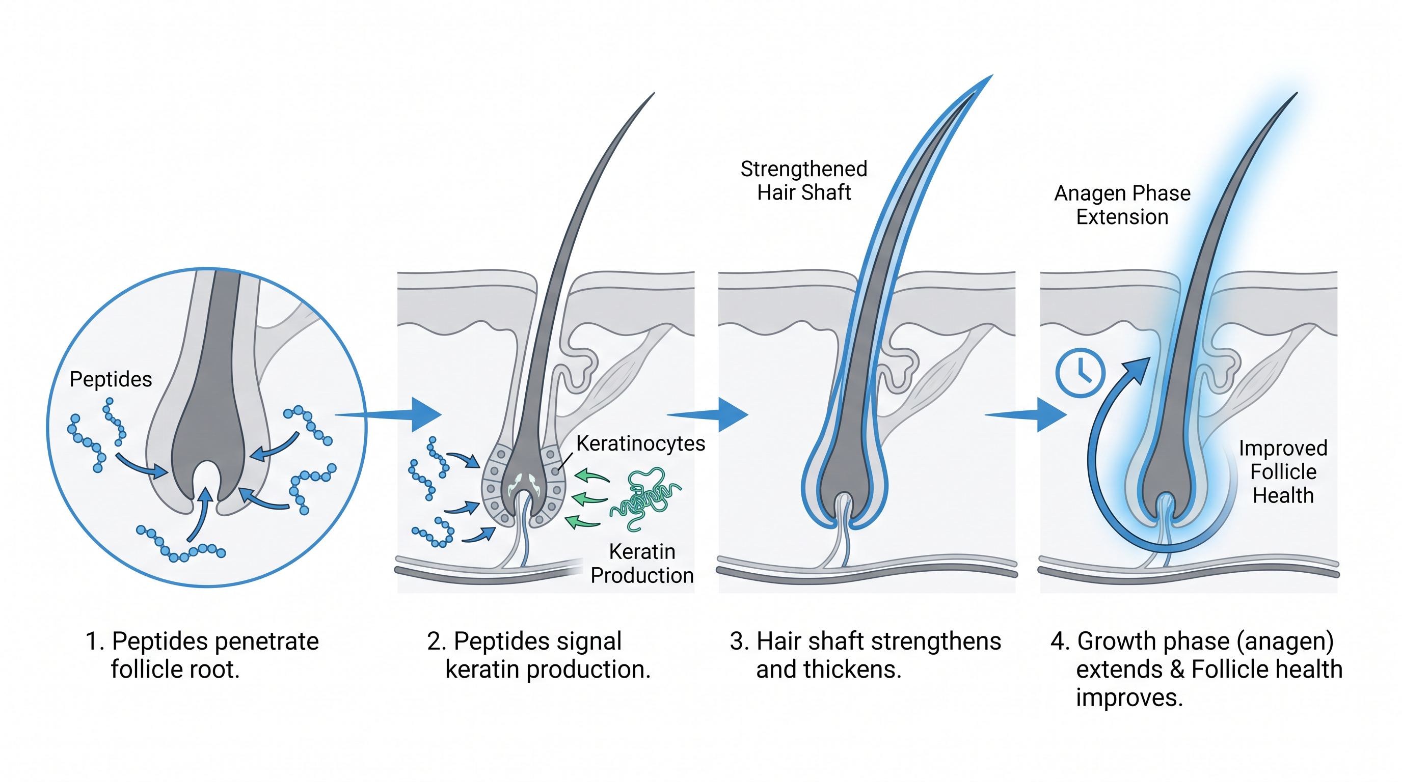 How Peptides Work in Lash & Brow Serum.